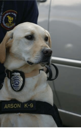 arson-k-9-22584320